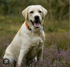 Labrador femmina