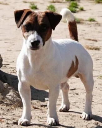 Jack russell maschio per accoppiamento