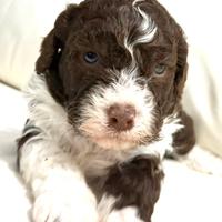 Lagotto romagnolo