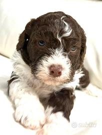 Lagotto romagnolo
