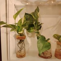 piante in idroponica