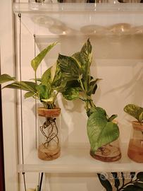 piante in idroponica