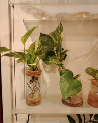 piante in idroponica