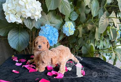 Cuccioli Barboncino Toy - Genitori Testati e Campi