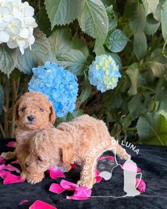 Cuccioli Barboncino Toy - Genitori Testati e Campi