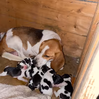 Cuccioli di beagle