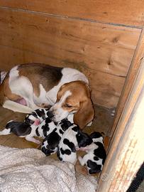 Cuccioli di beagle