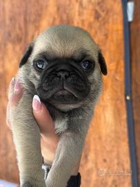 Carlino