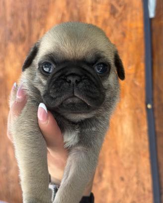 Carlino