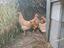 Immagine 4