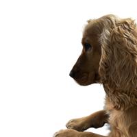 La nostra Nala aspetta un marito fedele :)