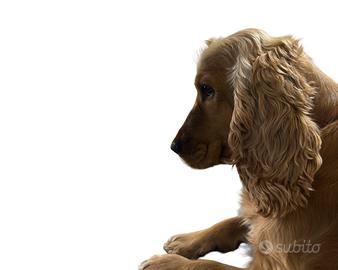 La nostra Nala aspetta un marito fedele :)