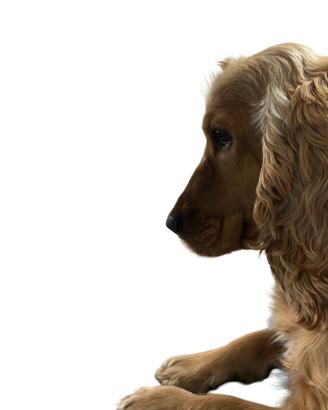 La nostra Nala aspetta un marito fedele :)