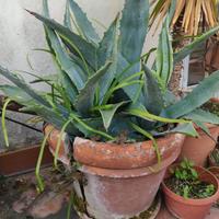 agave pianta