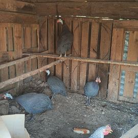 Gallina faraone