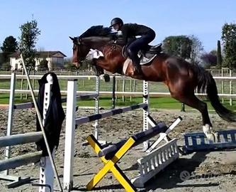 Splendida cavalla di grande qualità