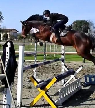 Splendida cavalla di grande qualità