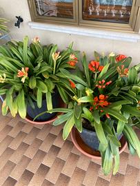 Clivia pianta
