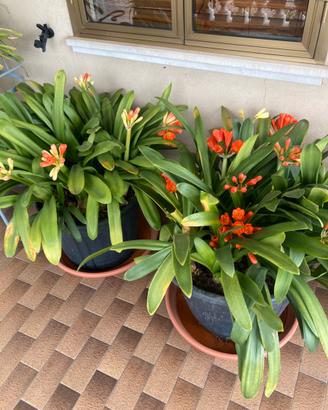 Clivia pianta