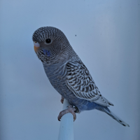 Cocorite faccia nera black face e ala nera black w