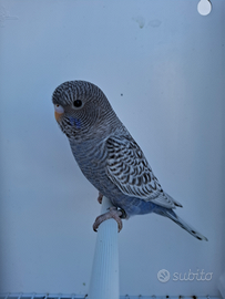 Cocorite faccia nera black face e ala nera black w