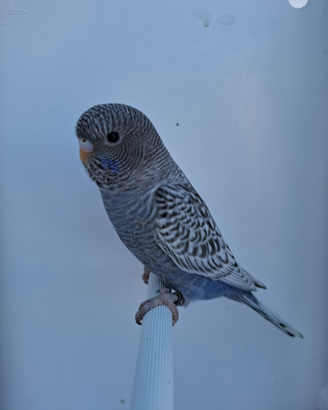 Cocorite faccia nera black face e ala nera black w