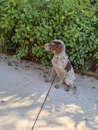 Bracco pointer
