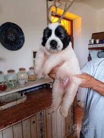 Razza gigante oltre che rarissima