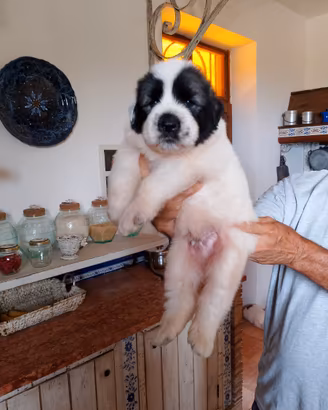 Razza gigante oltre che rarissima