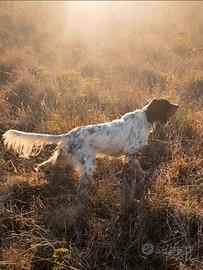 Setter inglese maschio