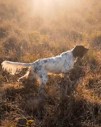 Setter inglese maschio