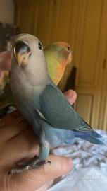 Inseparabile allevato a mano