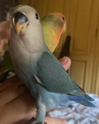 Inseparabile allevato a mano