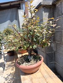 bonsai di melo