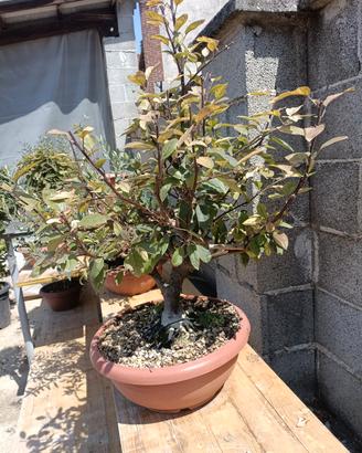 bonsai di melo