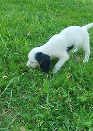 Cucciolo da tartufo springer