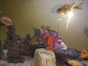 Ciclide Aulonocara Marmellada Blu/Red/Yellow