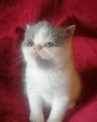 Gattini razza exotic shorthair con Pedigre