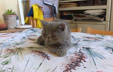 exotic shorthair 