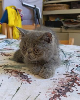 exotic shorthair 