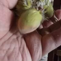 Inseparabili da imbecco