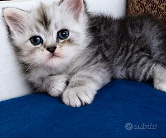Dolcissimo gattino persiano normotipico MASCHIO