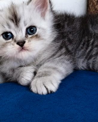 Dolcissimo gattino persiano normotipico MASCHIO