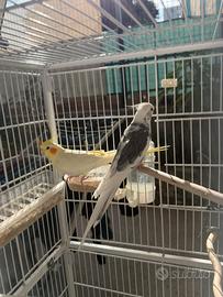 Coppia riproduttiva calopsiti