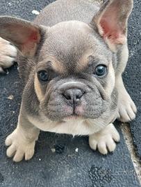 Bulldog francese