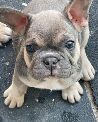 Bulldog francese