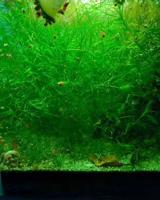 Najas guadalupensis pianta acquario