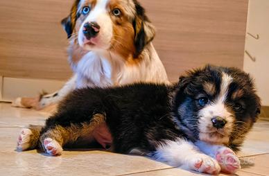 Cucciolo di Pastore australiano