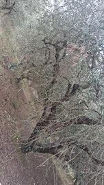 Piante di ulivo