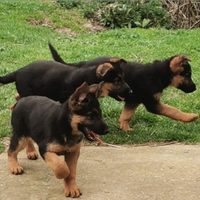 Cuccioli di pastore tedesco